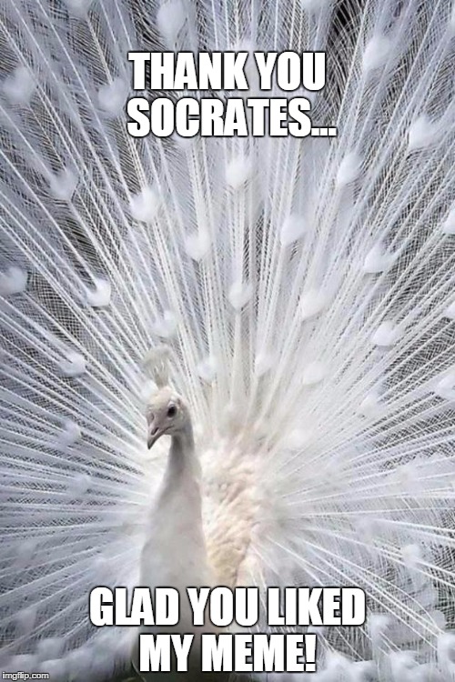 White peacock | THANK YOU SOCRATES... GLAD YOU LIKED MY MEME! | image tagged in white peacock | made w/ Imgflip meme maker