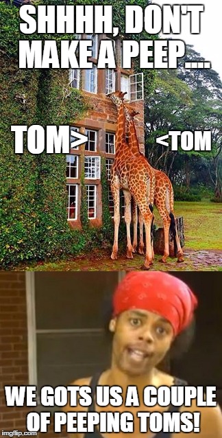 Hide yo self, we got peeping Toms | SHHHH, DON'T MAKE A PEEP.... TOM>; <TOM; WE GOTS US A COUPLE OF PEEPING TOMS! | image tagged in hide yo kids hide yo wife,giraffe,peeping tom | made w/ Imgflip meme maker
