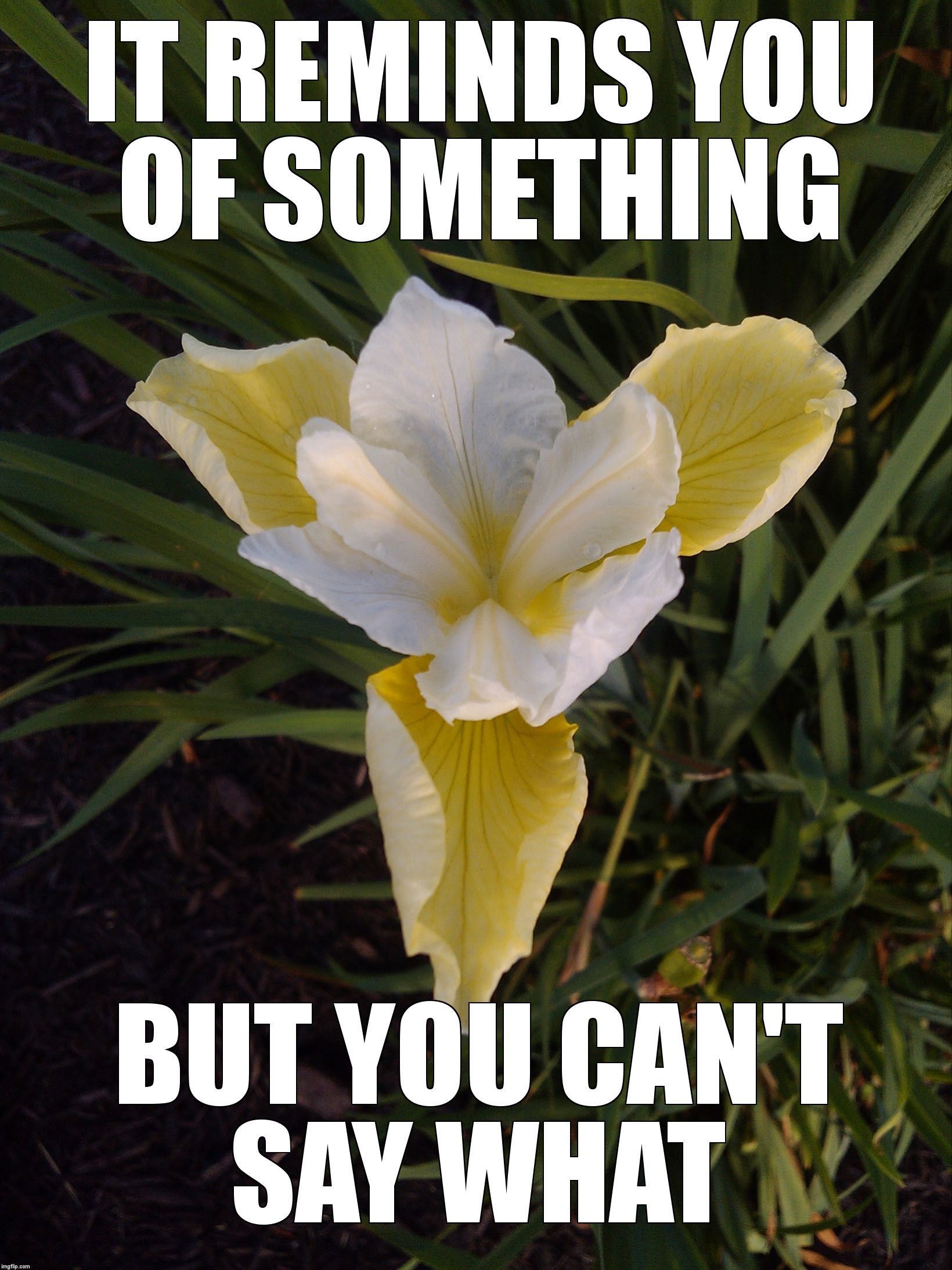 Flower | IT REMINDS YOU OF SOMETHING; BUT YOU CAN'T SAY WHAT | image tagged in flower | made w/ Imgflip meme maker