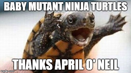 Turtle | BABY MUTANT NINJA TURTLES; THANKS APRIL O' NEIL | image tagged in turtle | made w/ Imgflip meme maker
