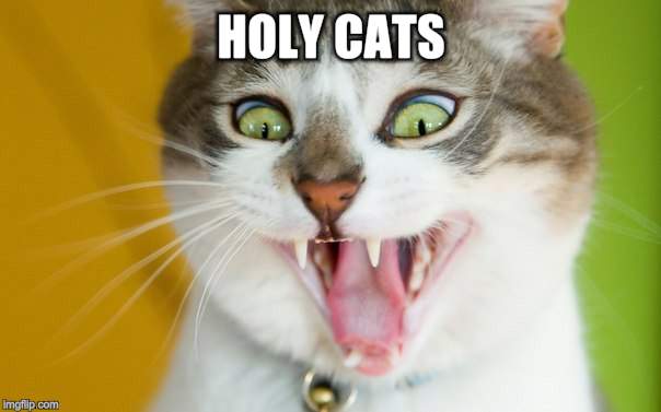 HOLY CATS | made w/ Imgflip meme maker
