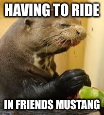 Disgusted Otter | HAVING TO RIDE; IN FRIENDS MUSTANG | image tagged in disgusted otter | made w/ Imgflip meme maker