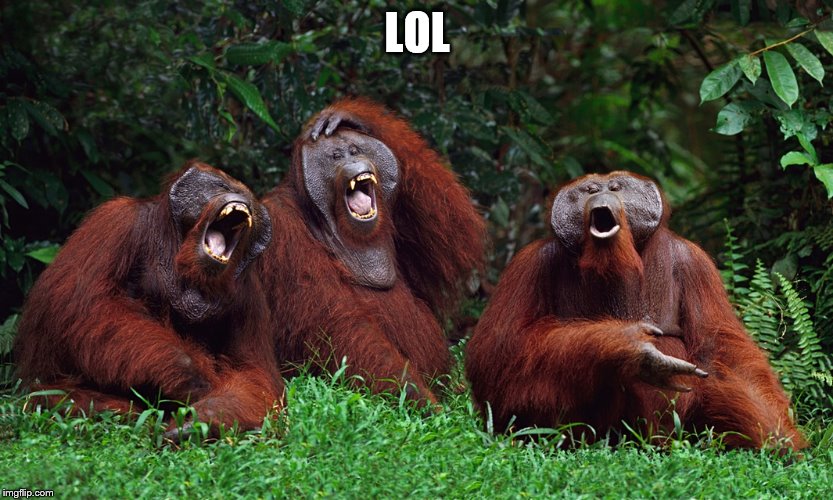 laughing orangutans | LOL | image tagged in laughing orangutans | made w/ Imgflip meme maker