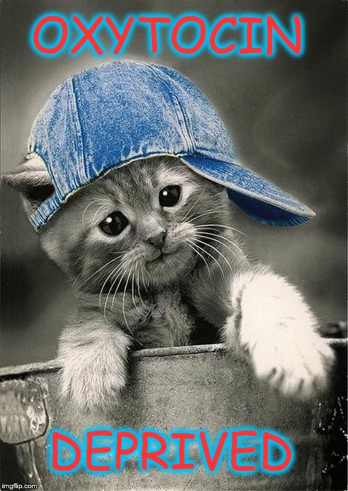 Cute Kittie | OXYTOCIN; DEPRIVED | image tagged in kitten | made w/ Imgflip meme maker