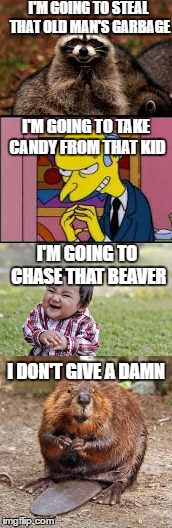 Evil lurks around every corner | I'M GOING TO STEAL THAT OLD MAN'S GARBAGE; I'M GOING TO TAKE CANDY FROM THAT KID; I'M GOING TO CHASE THAT BEAVER; I DON'T GIVE A DAMN | image tagged in evil toddler,evil plotting raccoon | made w/ Imgflip meme maker