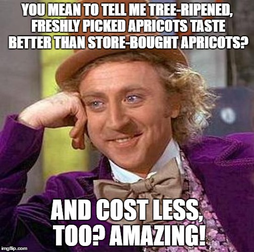 Creepy Condescending Wonka Meme | YOU MEAN TO TELL ME TREE-RIPENED, FRESHLY PICKED APRICOTS TASTE BETTER THAN STORE-BOUGHT APRICOTS? AND COST LESS, TOO? AMAZING! | image tagged in memes,creepy condescending wonka | made w/ Imgflip meme maker