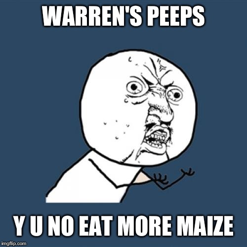 Y U No Meme | WARREN'S PEEPS Y U NO EAT MORE MAIZE | image tagged in memes,y u no | made w/ Imgflip meme maker