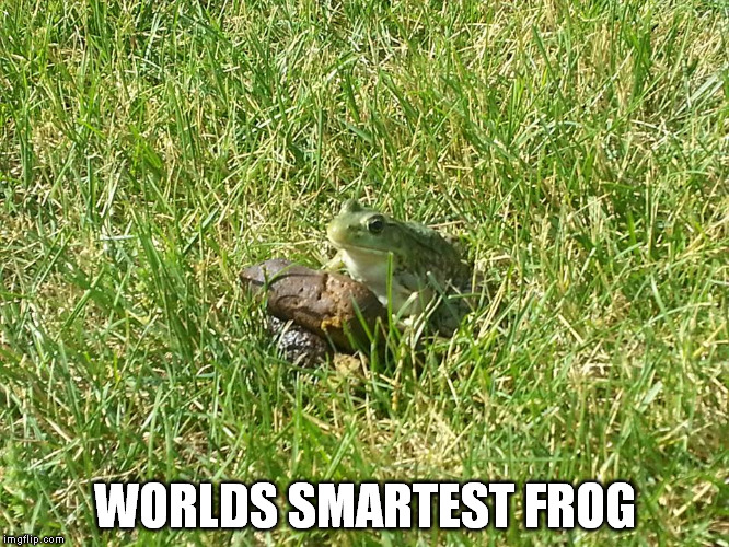 My wife took this photo. He caught 3 flies so far. | WORLDS SMARTEST FROG | image tagged in kermit the frog,frog,poop,flies | made w/ Imgflip meme maker