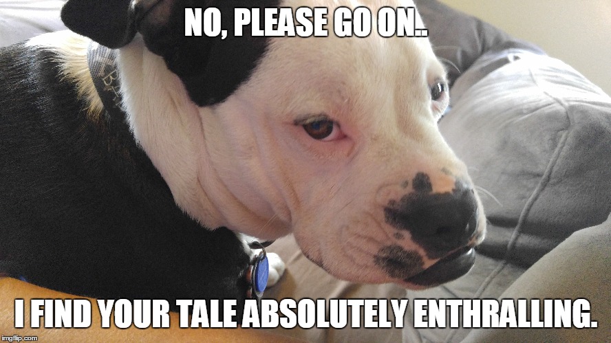 NO, PLEASE GO ON.. I FIND YOUR TALE ABSOLUTELY ENTHRALLING. | image tagged in dog,boring,pitbull | made w/ Imgflip meme maker