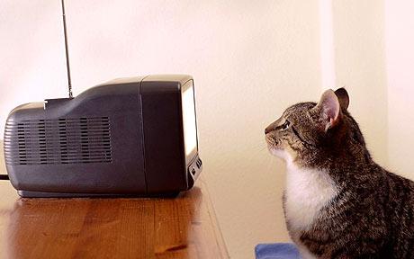 cat watching tv Blank Meme Template