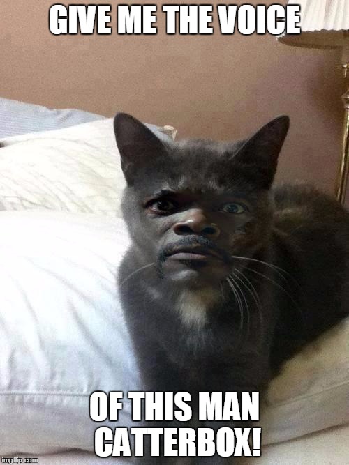 Samuel L Catson | GIVE ME THE VOICE; OF THIS MAN CATTERBOX! | image tagged in samuel l catson | made w/ Imgflip meme maker