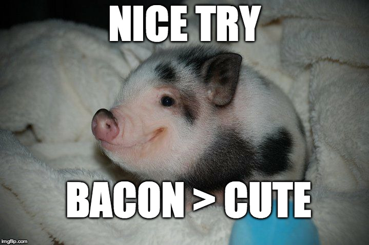 Bacon Wins again! | NICE TRY; BACON > CUTE | image tagged in prebacon,pig,mini pig,bacon,cute,math | made w/ Imgflip meme maker