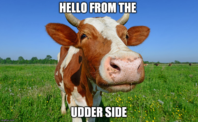 Hello  | HELLO FROM THE; UDDER SIDE | image tagged in adele hello,adele,cows,funny memes,animals,music | made w/ Imgflip meme maker