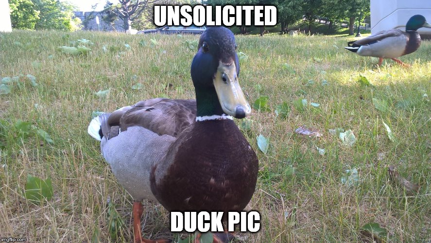 UNSOLICITED; DUCK PIC | image tagged in duck | made w/ Imgflip meme maker