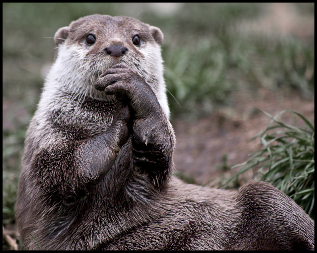 otter thoughts Blank Meme Template