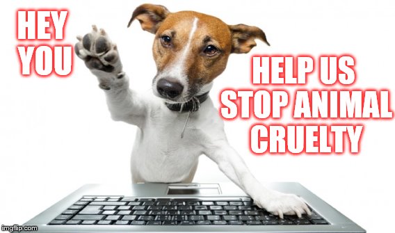 STOP ANIMAL CRUELTY | HELP US STOP ANIMAL CRUELTY; HEY YOU | image tagged in animals,cruel,stop | made w/ Imgflip meme maker