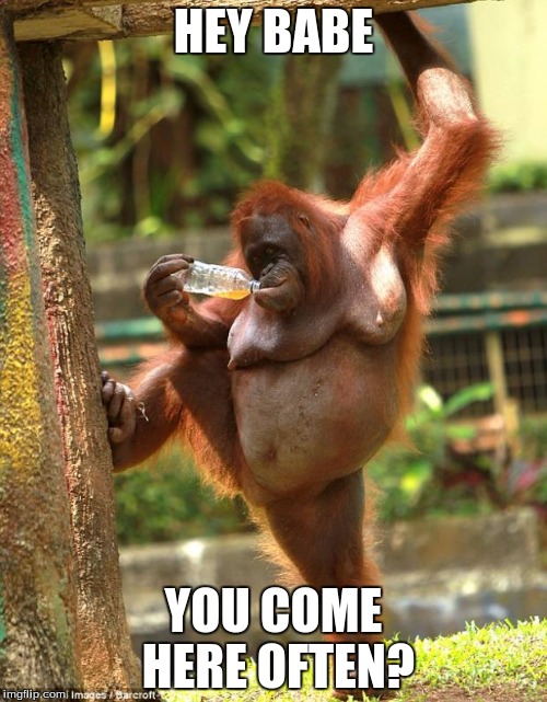 That Orangutan | HEY BABE; YOU COME HERE OFTEN? | image tagged in sexy orangutan,memes | made w/ Imgflip meme maker