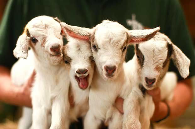 baby goats Blank Meme Template
