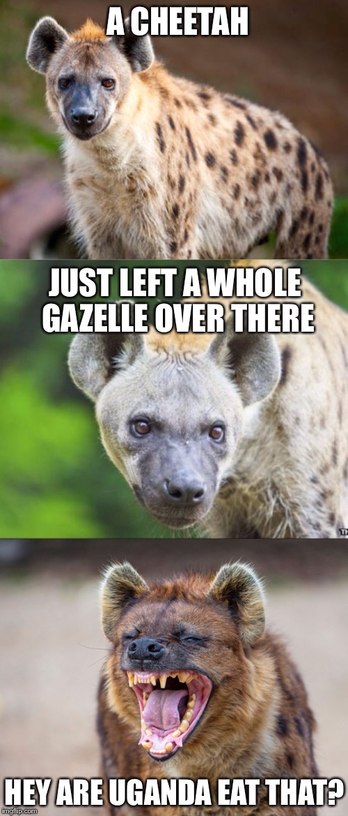 Bad Pun Hyena | A CHEETAH; JUST LEFT A WHOLE GAZELLE OVER THERE; HEY ARE UGANDA EAT THAT? | image tagged in bad pun hyena | made w/ Imgflip meme maker