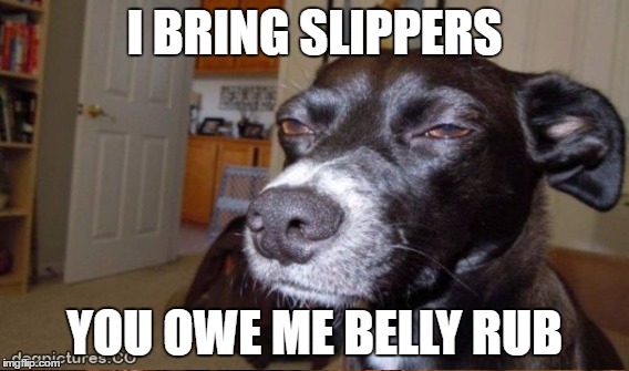 Pay me | I BRING SLIPPERS; YOU OWE ME BELLY RUB | image tagged in pay,owe,dog,high dog,memes | made w/ Imgflip meme maker