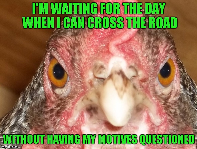 Why do YOU cross the road? | I'M WAITING FOR THE DAY WHEN I CAN CROSS THE ROAD; WITHOUT HAVING MY MOTIVES QUESTIONED | image tagged in angry chicken,animals,memes,funny animals,funny | made w/ Imgflip meme maker