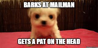 tiny but mighty | BARKS AT MAILMAN; GETS A PAT ON THE HEAD | image tagged in tiny but mighty | made w/ Imgflip meme maker