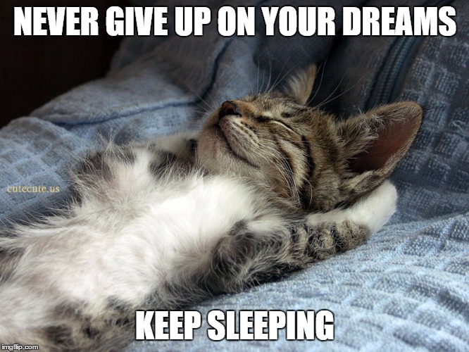 dreams |  NEVER GIVE UP ON YOUR DREAMS; KEEP SLEEPING | image tagged in sleeping cat,dreams,funny meme,sleeping,giving up | made w/ Imgflip meme maker