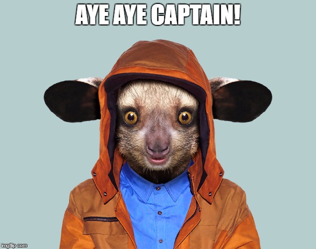 aye aye | AYE AYE CAPTAIN! | image tagged in aye aye | made w/ Imgflip meme maker