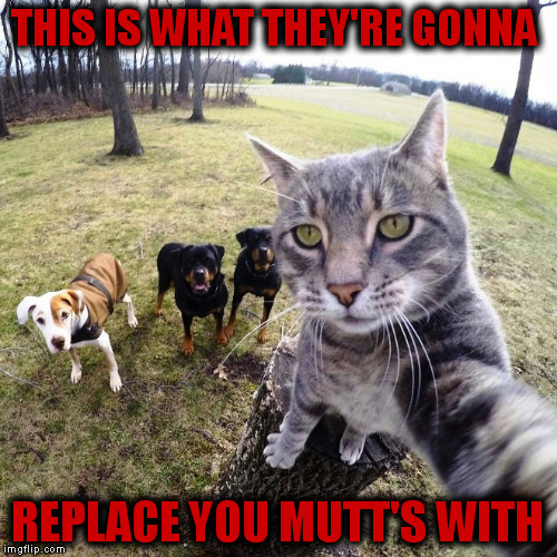 Tech Cat | THIS IS WHAT THEY'RE GONNA; REPLACE YOU MUTT'S WITH | image tagged in memes | made w/ Imgflip meme maker