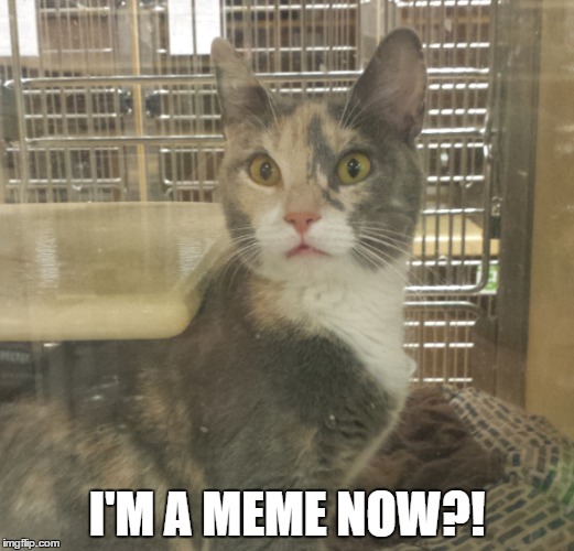 I'M A MEME NOW?! | image tagged in cat,shocked | made w/ Imgflip meme maker