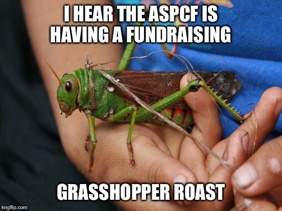 I HEAR THE ASPCF IS HAVING A FUNDRAISING GRASSHOPPER ROAST | made w/ Imgflip meme maker