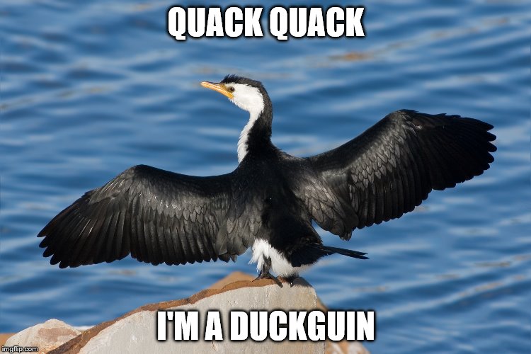 Duckguin | QUACK QUACK; I'M A DUCKGUIN | image tagged in duckguin | made w/ Imgflip meme maker