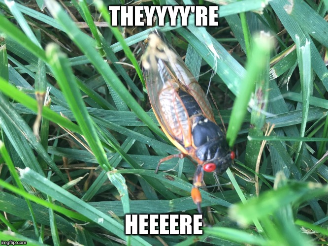 F*cking bugs | THEYYYY'RE; HEEEERE | image tagged in bugs,cicada,pests,summer | made w/ Imgflip meme maker