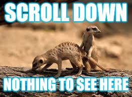 Meerkats monkeying around |  SCROLL DOWN; NOTHING TO SEE HERE | image tagged in funny memes,funny,meerkats | made w/ Imgflip meme maker