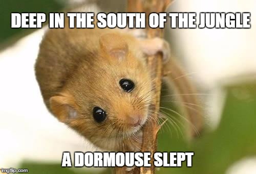 Dormouse |  DEEP IN THE SOUTH OF THE JUNGLE; A DORMOUSE SLEPT | image tagged in dormouse | made w/ Imgflip meme maker
