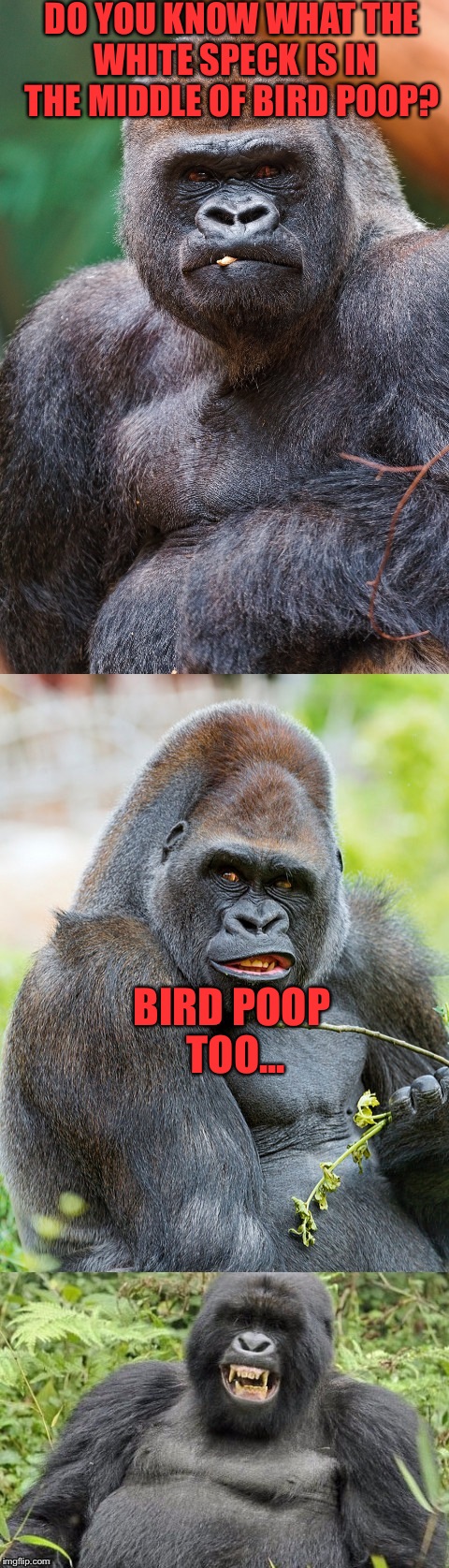 I'm sure this joke is a repost, and I know it sounds like a kiddie joke but.... | DO YOU KNOW WHAT THE WHITE SPECK IS IN THE MIDDLE OF BIRD POOP? BIRD POOP TOO... | image tagged in bad pun gorilla,memes,lynch1979 | made w/ Imgflip meme maker