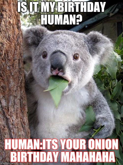 Surprised Koala | IS IT MY BIRTHDAY HUMAN? HUMAN:ITS YOUR ONION BIRTHDAY MAHAHAHA | image tagged in memes,surprised koala | made w/ Imgflip meme maker