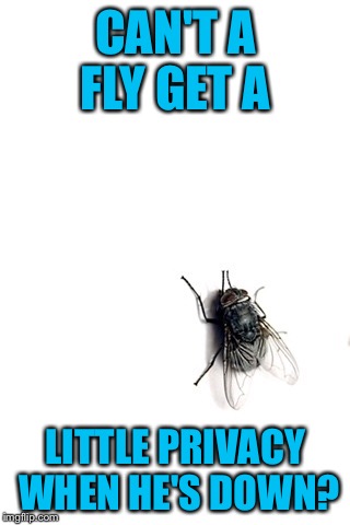 CAN'T A FLY GET A LITTLE PRIVACY WHEN HE'S DOWN? | made w/ Imgflip meme maker