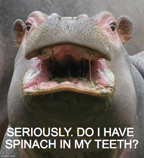 OMG this salad is great, but | SERIOUSLY. DO I HAVE SPINACH IN MY TEETH? | image tagged in janey mack meme,spinach in my teeth,hippo,funny | made w/ Imgflip meme maker