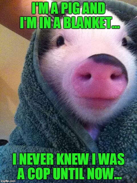 I'M A PIG AND I'M IN A BLANKET... I NEVER KNEW I WAS A COP UNTIL NOW... | made w/ Imgflip meme maker