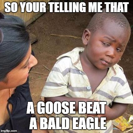 SO YOUR TELLING ME THAT A GOOSE BEAT A BALD EAGLE | image tagged in memes,third world skeptical kid | made w/ Imgflip meme maker