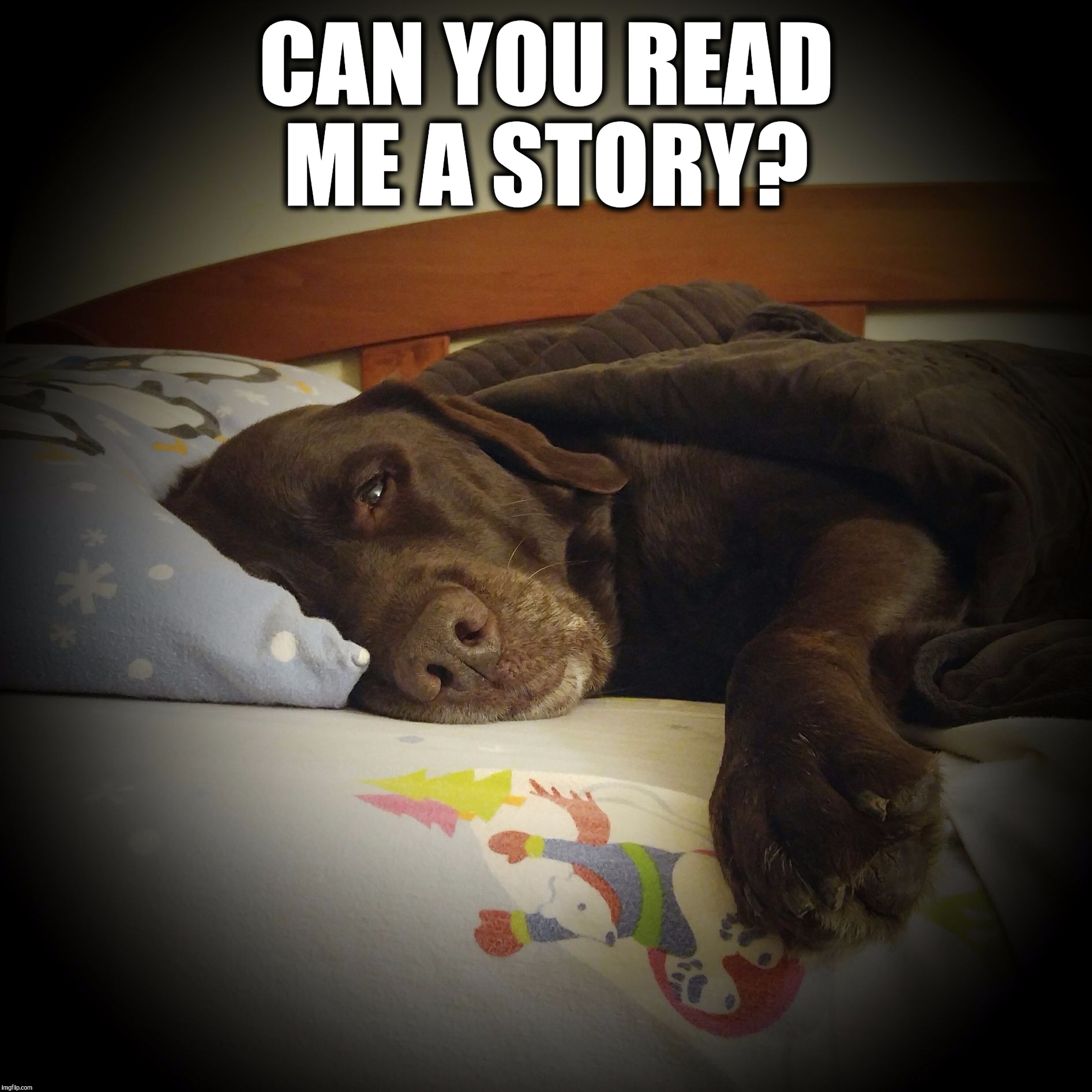 Can you read me a story?  | CAN YOU READ ME A STORY? | image tagged in chuckie the chocolate lab,sleepy dog,cute dog,dog meme,memes,labrador | made w/ Imgflip meme maker