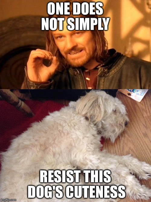 ONE DOES NOT SIMPLY; RESIST THIS DOG'S CUTENESS | image tagged in one does not simply,memes,dogs | made w/ Imgflip meme maker