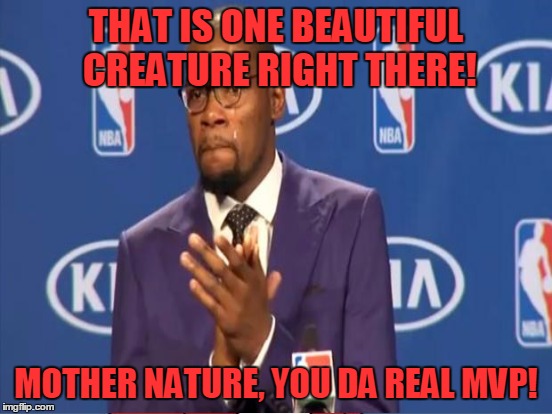 THAT IS ONE BEAUTIFUL CREATURE RIGHT THERE! MOTHER NATURE, YOU DA REAL MVP! | made w/ Imgflip meme maker