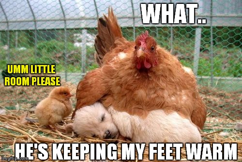 That dog ain't chicken! | WHAT.. UMM LITTLE ROOM PLEASE; HE'S KEEPING MY FEET WARM | image tagged in dog,chicken,funny,cute | made w/ Imgflip meme maker
