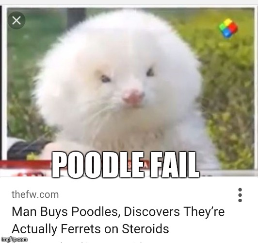 POODLE FAIL | image tagged in ferret,poodle | made w/ Imgflip meme maker
