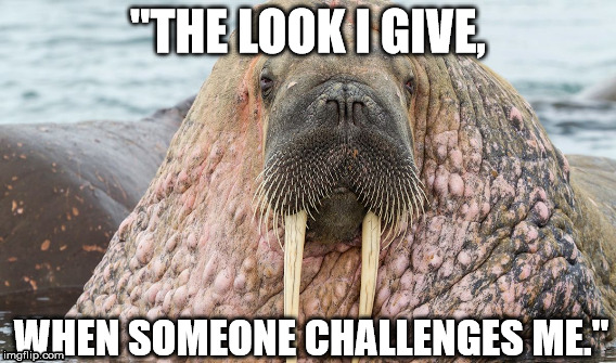 Walrus death stare. | "THE LOOK I GIVE, WHEN SOMEONE CHALLENGES ME." | image tagged in walrus | made w/ Imgflip meme maker