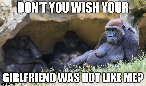 Hot Girlfriend | DON'T YOU WISH YOUR; GIRLFRIEND WAS HOT LIKE ME? | image tagged in girlfriend,gorilla,handsome gorilla,hot,oblivious hot girl | made w/ Imgflip meme maker