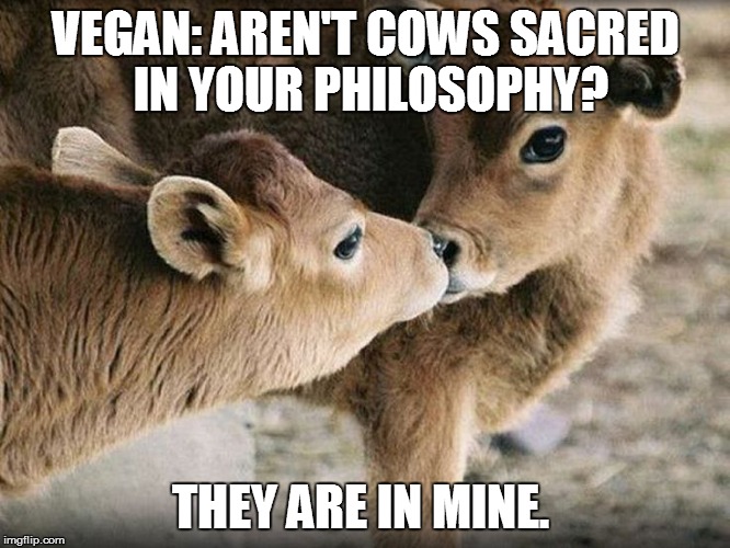 cute cows | VEGAN: AREN'T COWS SACRED IN YOUR PHILOSOPHY? THEY ARE IN MINE. | image tagged in cute cows | made w/ Imgflip meme maker