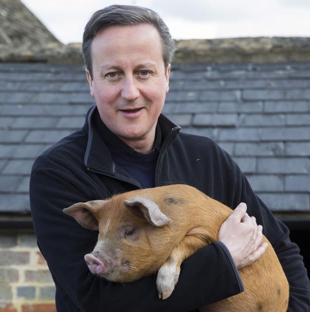 David Cameron pig Blank Meme Template
